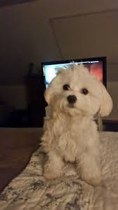 Pin By Hari Chi On So Cute Maltese Dogs Cute Baby Animals Cute Dogs And Puppies