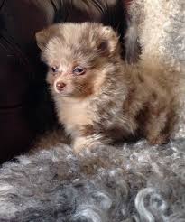 Mum is a smart beautiful fox face pomeranian much loves family pet. Pin On Cute Animals