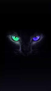 1680 x 1050, 264 kb. Wallpaper Mobile Wallpaper Wallpaper Iphone Solid Color Wallpaper Colorful Wallpaper Landscape Wallpaper Animal Wallpaper Black Cat Art Cute Cat Wallpaper