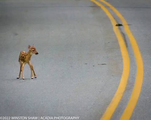 Driver saves newborn fawn from heat exhaustion