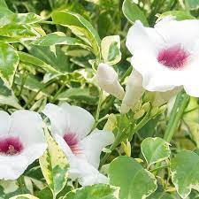Check spelling or type a new query. Shade Tolerant Flowering Climbers Finegardening