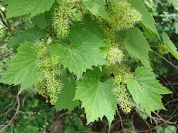 Check spelling or type a new query. Wild Grapes Vitis Spp Plant Pest Diagnostics