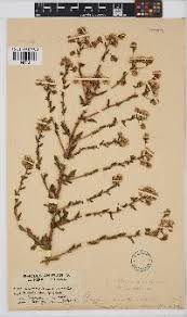 Image result for Bothriocline longipes