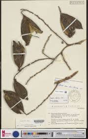 Image result for Indigofera paracapitata