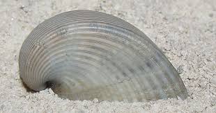 Ark Clam Noetia Magna Clams Ark Snail