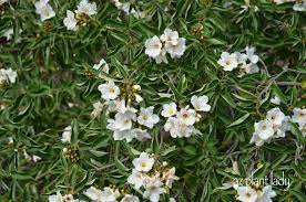 Wybierz z szerokiej gamy podobnych scen. White Flowering Plants For The Southwest Landscape