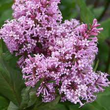 Image result for Syringa prestoniae