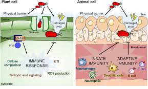 Check spelling or type a new query. Crossing The Kingdom Border Human Diseases Caused By Plant Pathogens Kim 2020 Environmental Microbiology Wiley Online Library