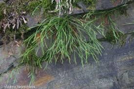 Image result for sleziník Asplenium