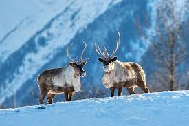 Alaska wildlife conservation center var en sådan behandling. 4imlcudtnt6cnm