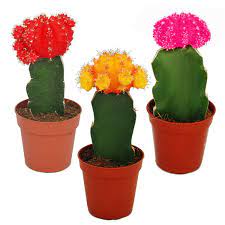 Click on any picture in our popular house plant section and learn how to identify, grow, and care for indoor houseplants. 3 Different Colored Cacti In A Set 5 5cm Pot Ca 10 12cm High