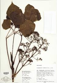 Image result for Neocussonia umbellifera