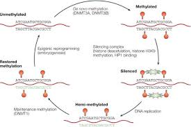 Vous êtes à la recherche d'un emploi : Figure 1 From Facteurs D Assemblage De La Chromatine Et Organisation De L Heterochromatine Du Normal Au Pathologique Semantic Scholar