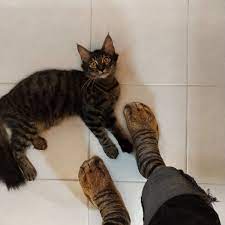 Man Hilariously Bewilders His Cat With Incredibly Realistic Socks That Look Like Paws Mirror Online