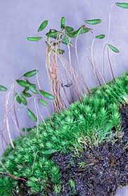 Image result for Coffea schliebenii