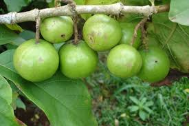 Image result for Vangueria