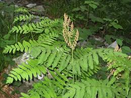 Image result for Osmundaceae