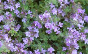 Sie können den kriechenden thymian sogar in eine mauerfuge drücken. Thymus Praecox Var Pseudolanuginosus Wolliger Teppich Thymian