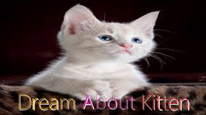 Kitten Dream Meaning Interpretation Dream Meaning