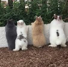 Vier Kleine Haschenkolben In Einer Reihe 30 11 18 Bunnybuttfriday Friday Katzen Witzig Hayvan Bebekler Sevimli Hayvan Yavrulari Hayvanlar