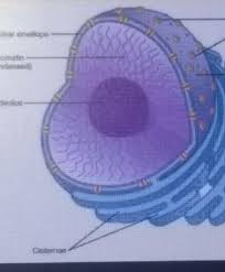 101s1 Draw A Neat Diagram Of Nucleus And Label The Following Parts A Nucleoplasm B Nuclear Brainly In It doesn't do this by some conscious process or human free will, but by transmitting the data that is stored in the form of nucleic acid. neat diagram of nucleus and label