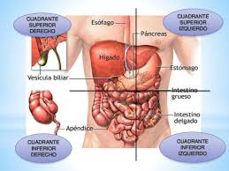 El dolor abdominal es el dolor que se siente en el área entre el pecho y la ingle. Cuadrantes Abdominales Anatomia Organos