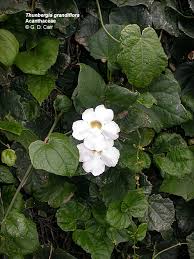 Image result for Acanthaceae