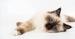 Cat Breeds with Fluffy Tails: Choosing a Beautiful Pet