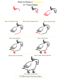 How To Draw A Cockatoo Cockatoo Drawings Learn Art