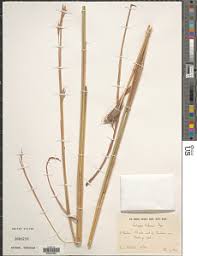 Image result for Andropogon chinensis