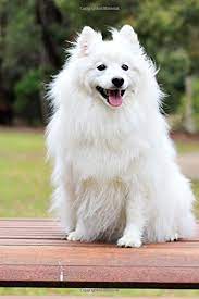 Sweet Happy Fluffy White Spitz Puppy Dog Pet Journal 150 Page Lined Notebook Diary Creations Cs 9781544710907 Amazon Com Books