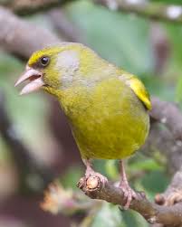 Pin Von Padmanaban Narayanasamy Auf Beautiful Birds Tiere