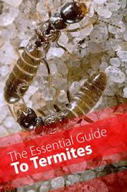 *if you do not notice any obvious signs of termite damage, take your screwdriver and inspect your support it is possible to get rid of termites yourself and it will save you hundreds of dollars. 54 The Crawlers Ideas Ants Pest Control Carpenter Ant