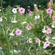 Image result for Nicolasia coronata