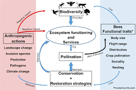 Bees pollinating flowers ecological relationship. A Dataset Of Multi Functional Ecological Traits Of Brazilian Bees Scientific Data