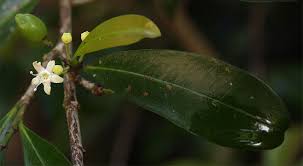 Image result for Erythroxylum emarginatum