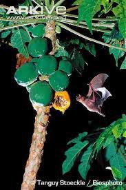 Pin By Holly Sharrow On Jamaica Ooo I Wanna Take Ya Fruit Bat Kingdom Animalia Bat