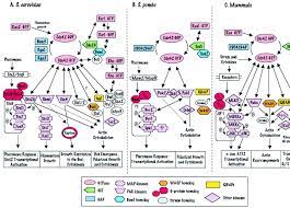 Volume 49, issue 3, june 30, 2021. Cdc42 An Essential Rho Type Gtpase Controlling Eukaryotic Cell Polarity Microbiology And Molecular Biology Reviews