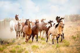 California Wild Horse Round Up Stirs Slaughterhouse Fears