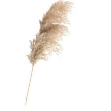 25 Pcs Free Shipping Wedding Pampas Grass Flower Bunch Natural Dried Flower Reed Pampas Grass Raw Color Home Decor Fall Decor Pampas Grass Decor Grass Decor Pampas Grass