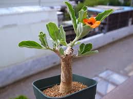 Image result for Pterodiscus elliottii