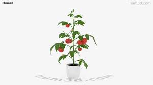Tomato Plant 3d Model Plants On Hum3d Tomato plant clips fortnite tomato tomato plant tomato clip tomato cage tomato head. tomato plant 3d model plants on hum3d
