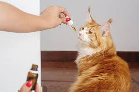 One at bostonstreetvet.com about usage of coconut oil for pet health and another one at organicfacts.com about usage of it in cats. Can I Give My Cat Coconut Oil Hive