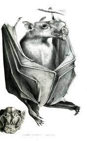 Art Illustration The Hammerhead Fruit Bat Hypsignathus Monstrosus Is The Only Species Of Its Genus And The Hammer Head Bat Bat Species Animal Illustration
