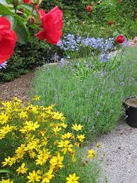 Bluestorm Agapanthus In Hot Dry Landscape Drought Tolerant Landscape Plants Easy Garden