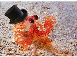 Modern Technology Baby Octopus Tiny Octopus Octopus