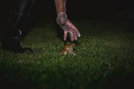 Toads come in many sizes. How Can I Keep Cane Toads Out Of My Yard Pest Control Chemicals 800 877 7290
