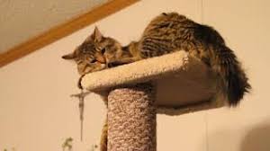 They get on well with children and other pets but don't always want to have a cuddle or sit on someone's lap. Maine Coon Cats Reaction To New Cat Tree Tower Condo Youtube