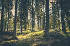 What plants grow well under pine trees? How To Get Grass And Other Plants To Grow Under Your Evergreen Trees Arborist Now