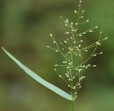 Image result for Dichapetalum edule